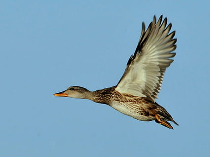 mallard duck flying on mid air, gadwall, hen, wildlife, nature HD wallpaper