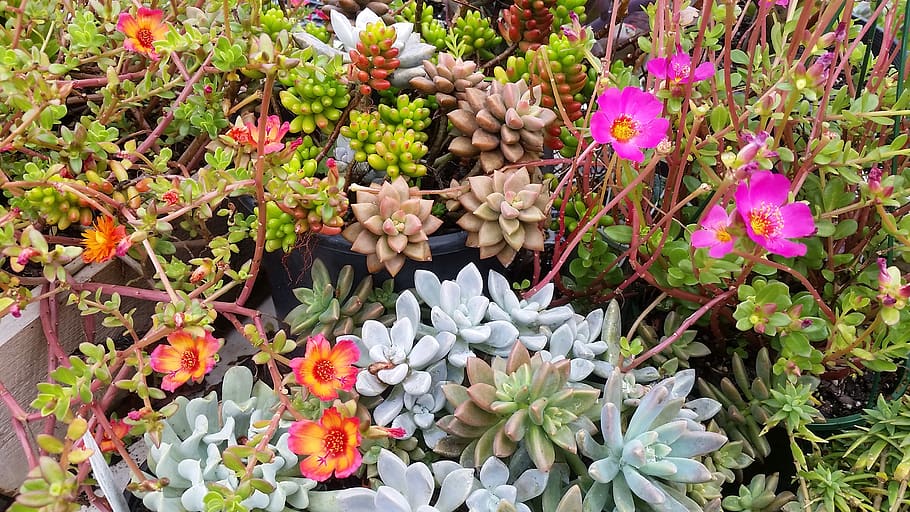 succulent, plants, colourful, flower, flowering plant, growth HD wallpaper