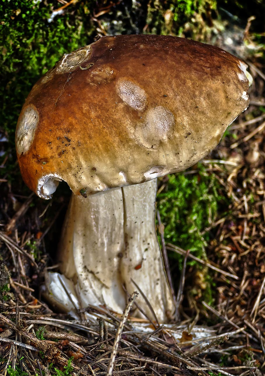 mushroom, forest, moss, forest floor, disc fungus, screen fungus HD wallpaper