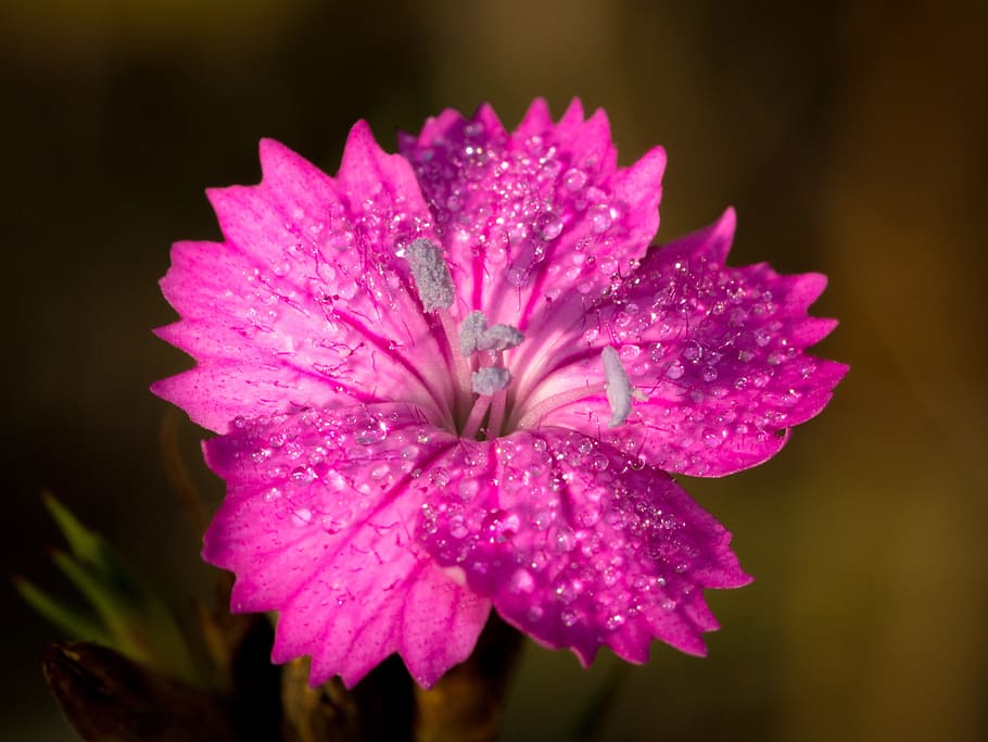 flower, small, small flower, macro, spring, wild flower, bloom HD wallpaper