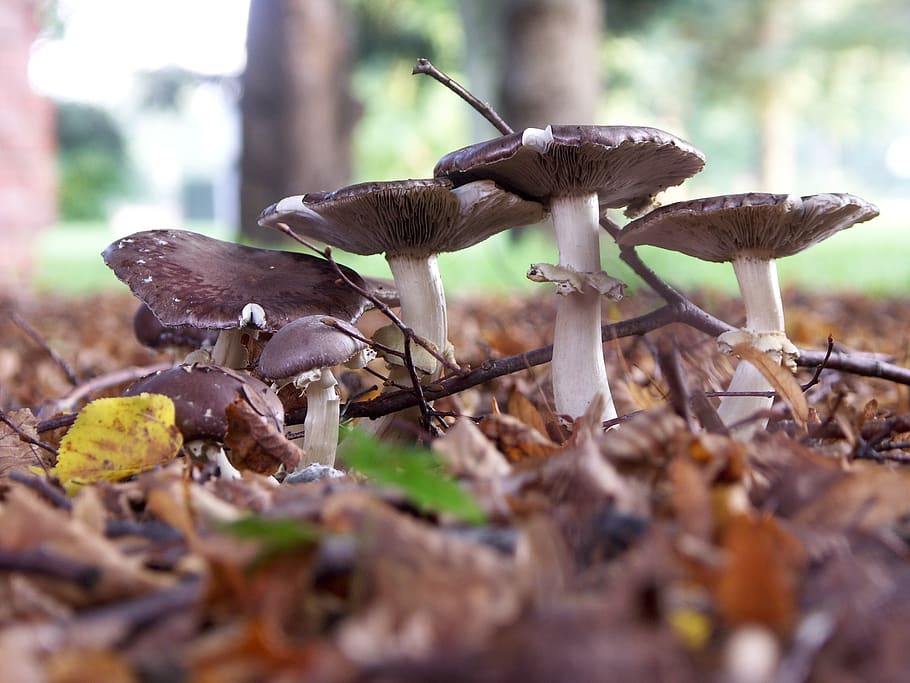 landscape, mushrooms, forest, fungus, vegetable, growth, food HD wallpaper