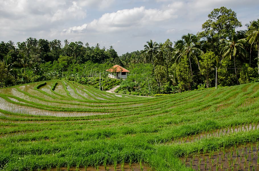 grass field, green, rice, paddy field, trees, tropical, agriculture HD wallpaper