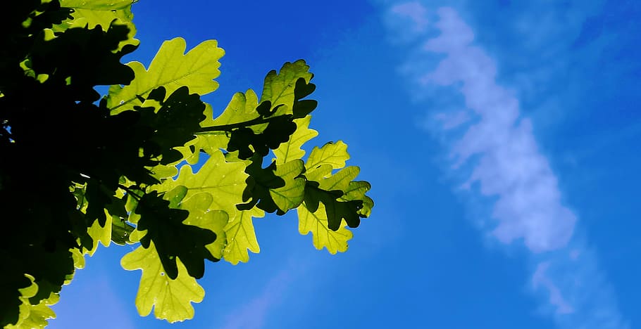 Chestnut, Tree, Chestnut Tree, Buckeye, leaves, bloom, chestnut leaves HD wallpaper