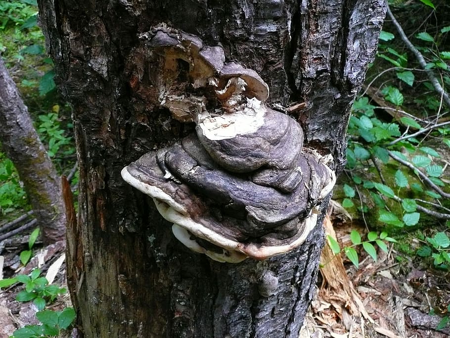Tree, Fungus, Nature, Forest, Mushroom, fungi, tree fungus HD wallpaper
