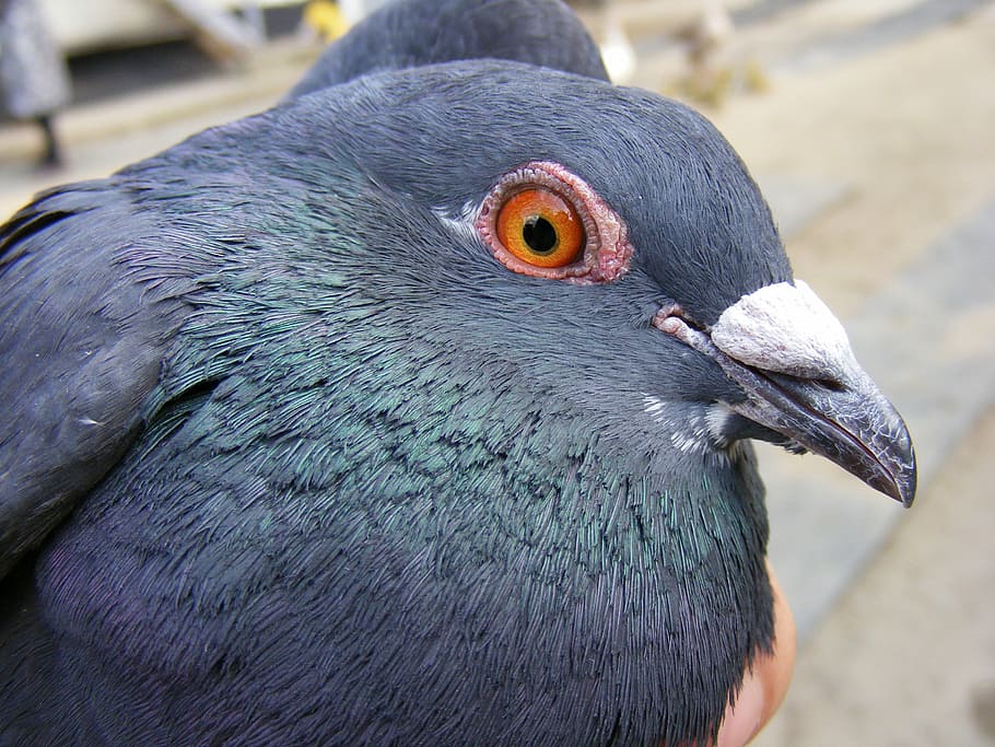 catching, dove, hand, nice, pigeon, birds, animal, wildlife HD wallpaper