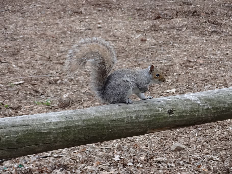 squirrel, animal, mammal, animal wildlife, animals in the wild HD wallpaper