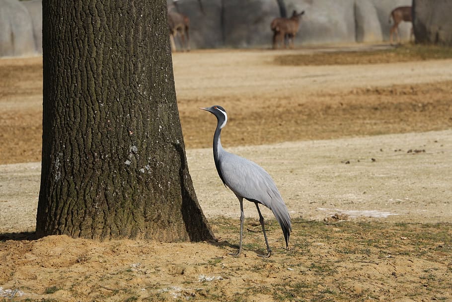 bird, common crane, animal, tree, shadow, pen, bark, outside HD wallpaper