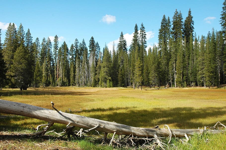 Scenic, Landscape, Meadow, Clouds, Sky, nature, outdoors, summit lake meadow HD wallpaper