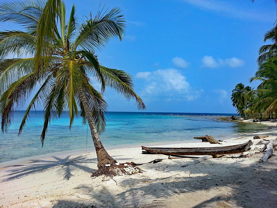 green coconut tree near brown wooden rowboat near seashore at daytime, HD wallpaper