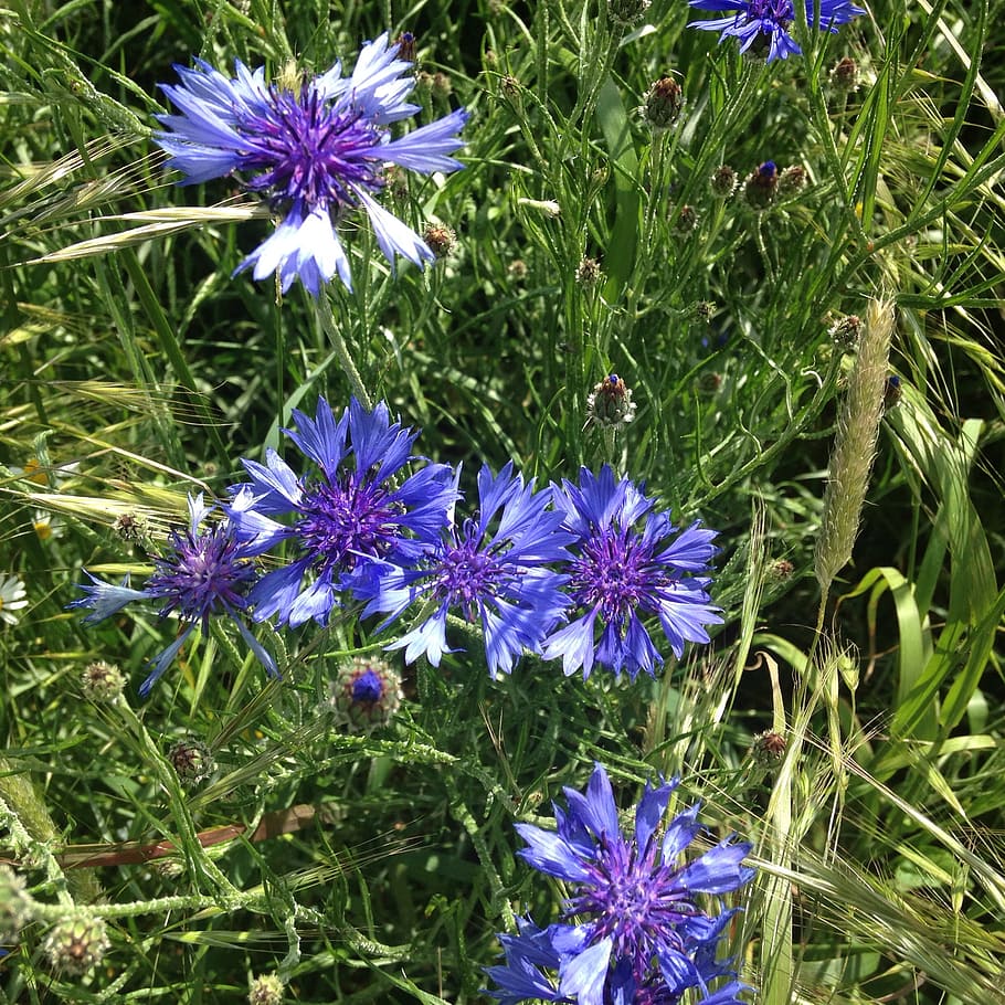 cornflowers, meadow, nature, flowering plant, fragility, vulnerability HD wallpaper