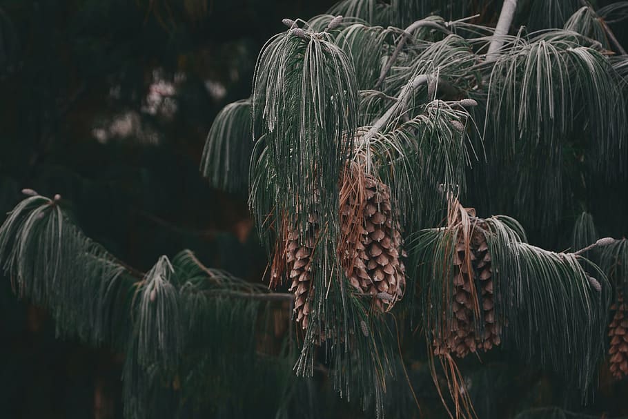 nature, forest, frozen, tree, black, green, pin, branch, bud HD wallpaper