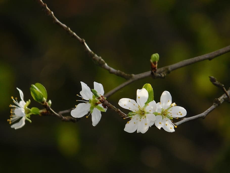 spring, flowers, tree, nature, garden, green, summer, season HD wallpaper