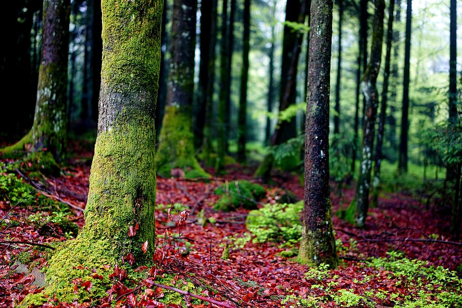 trees, forest, beech, green, brown, nature, branch branches HD wallpaper