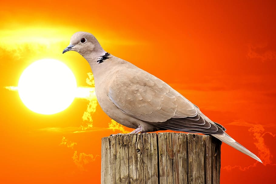 collared, bird, plumage, dove, nature, animal, animal world HD wallpaper