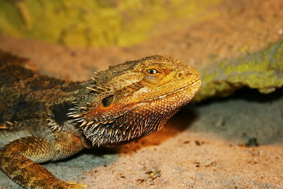 closeup photography of lizard, brown bearded dragon walking near brown stone HD wallpaper