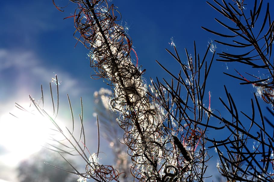 sun, autumn, sky, light, golden, back light, plant, tree, beauty in nature HD wallpaper