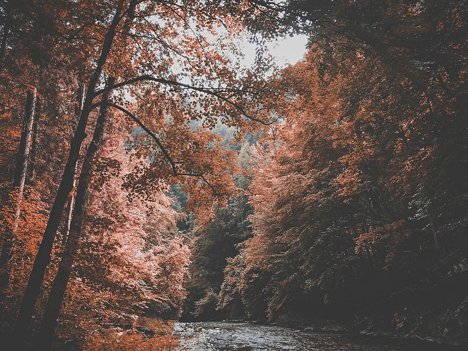 forest and body of water during daytime, body of water surrounding trees HD wallpaper