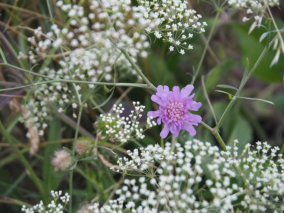 Flower, Background, Romance, greeting card, flora, plant, leaves HD wallpaper