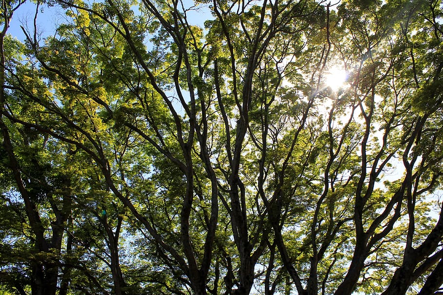 green leafed tree, Pine, Nature, Sky, Korea, Beautiful, park HD wallpaper