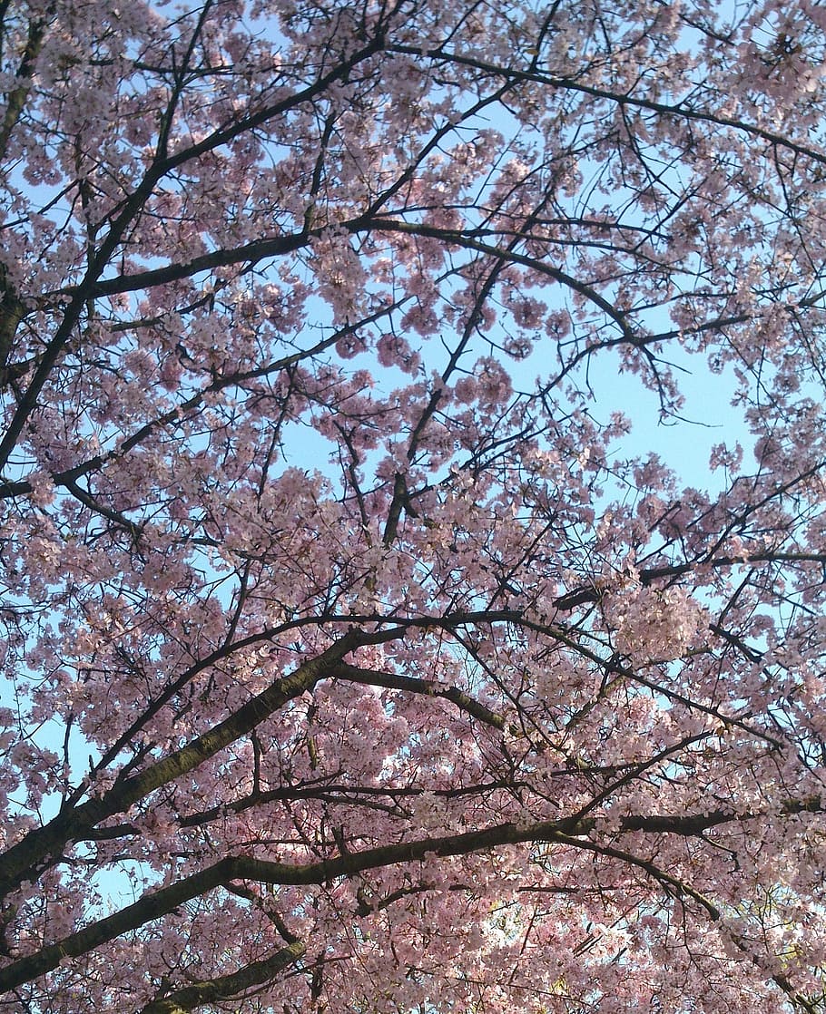 wild cherry, tree, pink, sky, nature, pink Color, springtime HD wallpaper