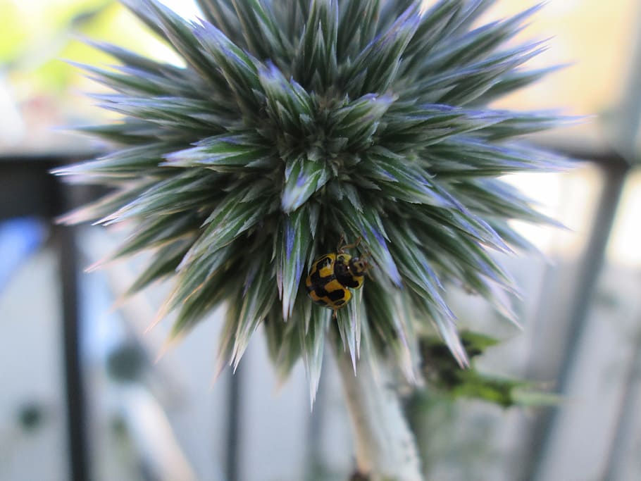 beetle, yellow, black, gulsvart, insects, small, ladybug, winged insect HD wallpaper