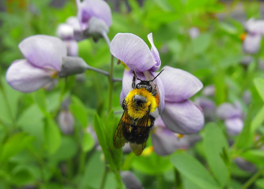 Bee, Flower, Macro, Nature, insect, one animal, animal themes HD wallpaper