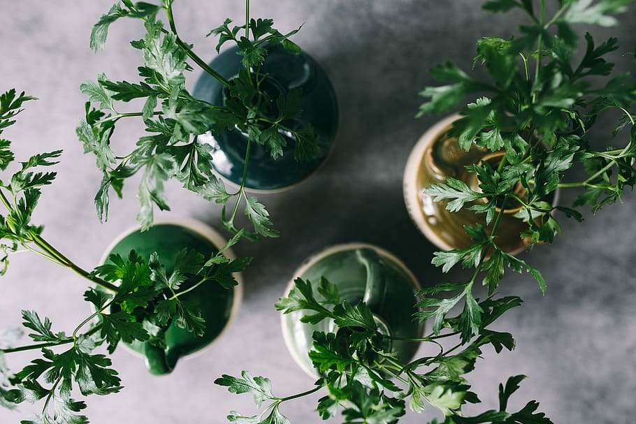 Parslel, cucumbers, green peas, and other greenery, vegetables HD wallpaper