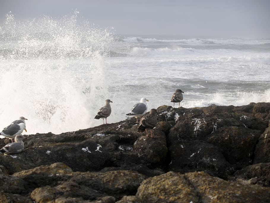 seagulls, birds, waves, pacific, rocks, water, ocean, shoreline HD wallpaper