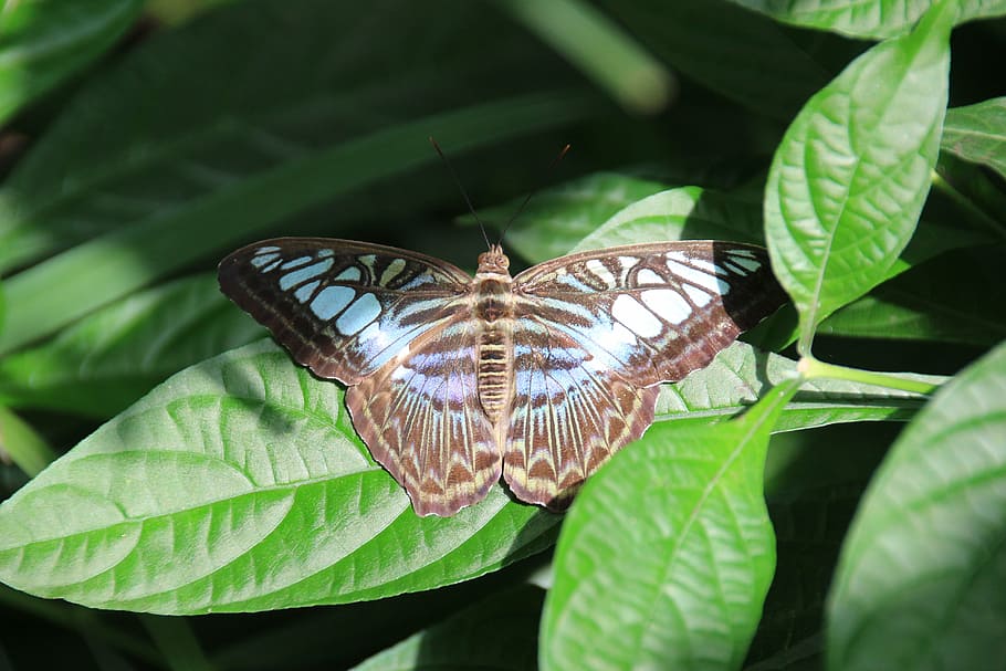 butterfly, insect, nature, butterfly - Insect, animal, animal Wing HD wallpaper
