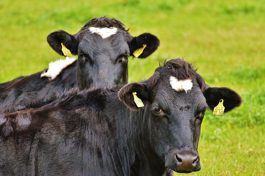 cows, black, beef, black and white, animal, agriculture, farm HD wallpaper