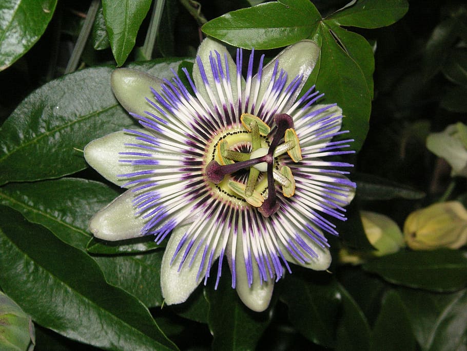 Passiflora, Flowers, Nature, Bloom, passion flower, petal, flower head HD wallpaper