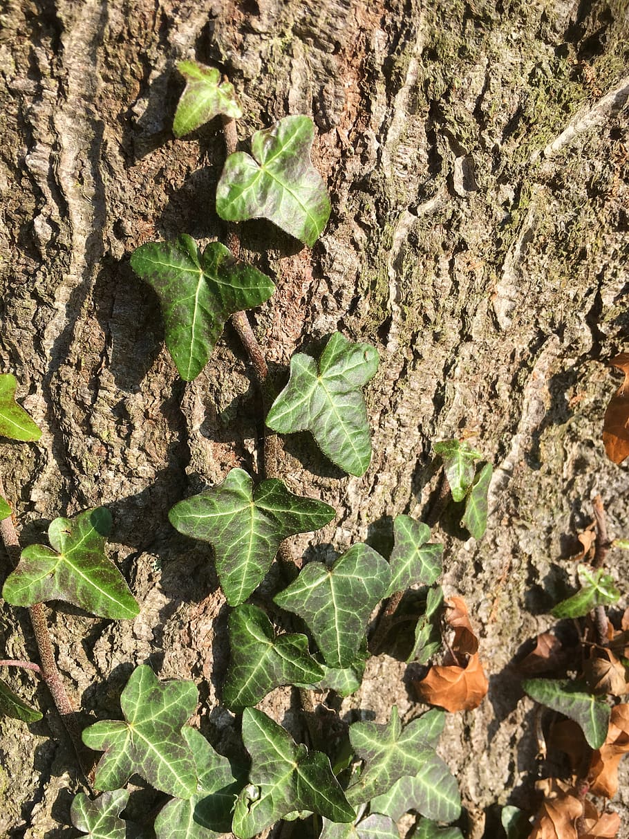 log, old tree, gnarled, ivy, nature, bark, leaf, plant, growth HD wallpaper