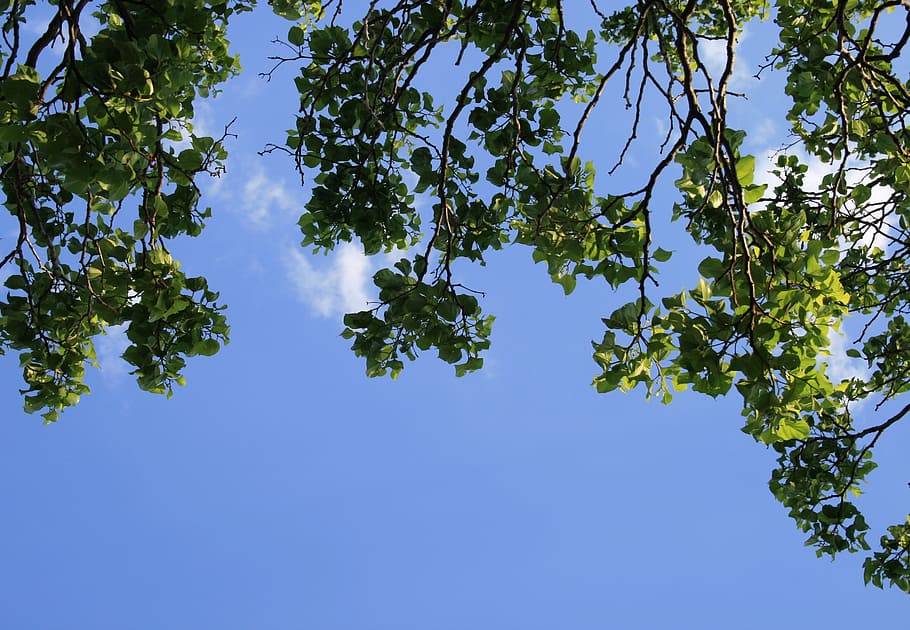 branches, trees, foliage, leaves, clumped, green, sky, blue HD wallpaper