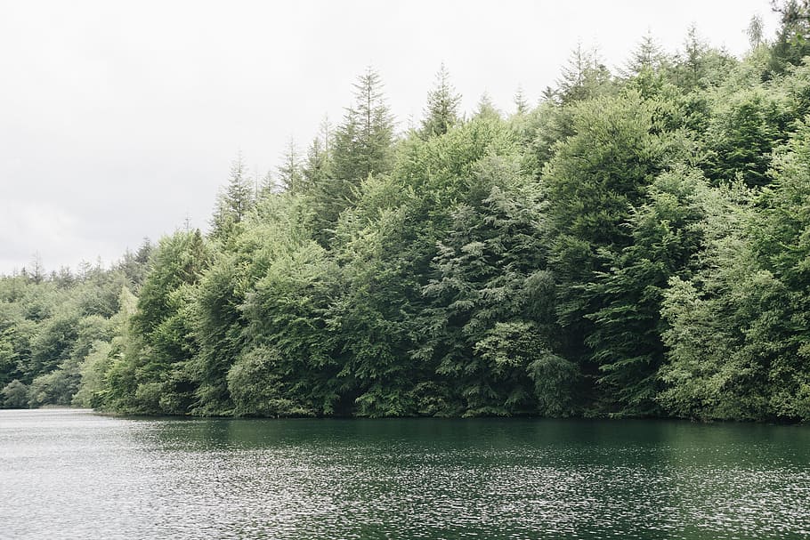 Forest lake in Denmark, landscape, nature, tree, water, river HD wallpaper