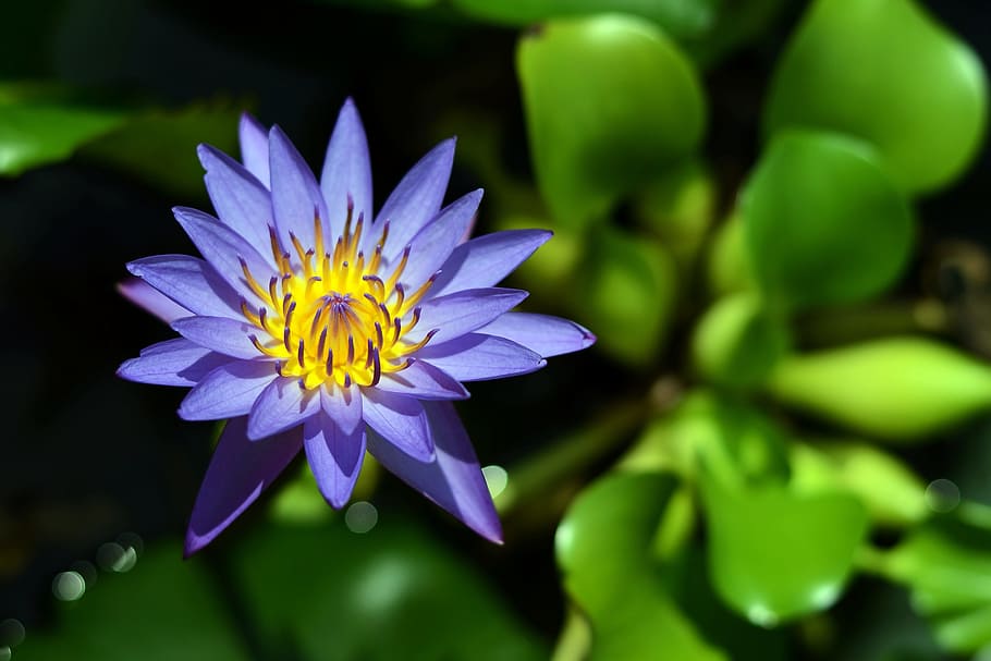nature, flora, flower, leaf, garden, bright, floral, lotus flower HD wallpaper