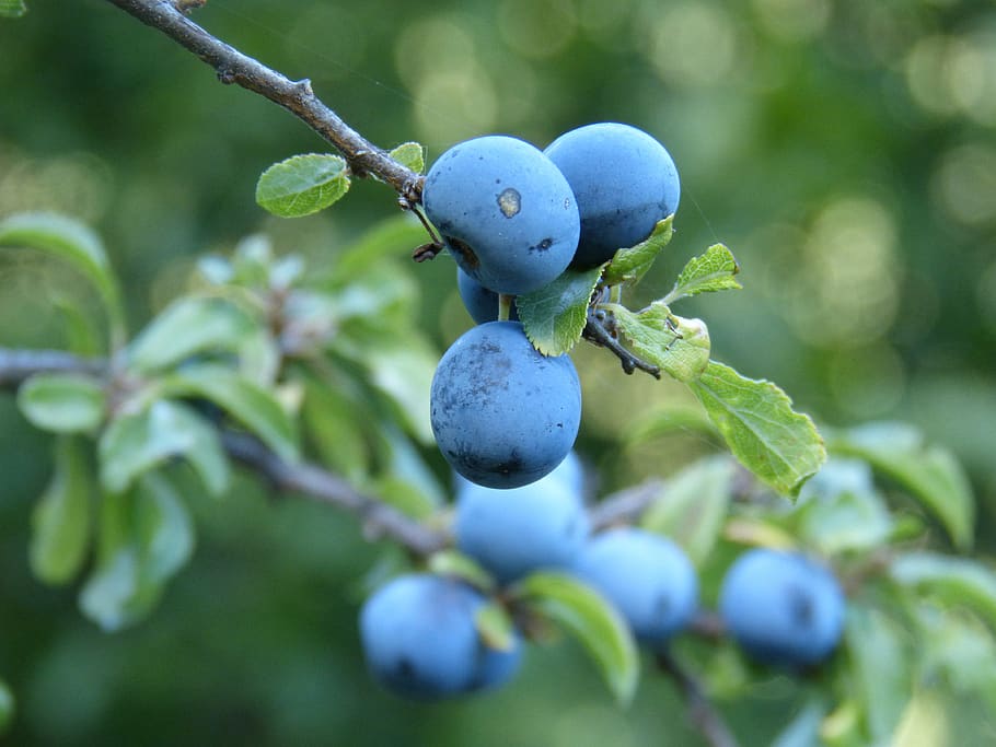 berry, blue, blueberry, fruit, food and drink, healthy eating HD wallpaper
