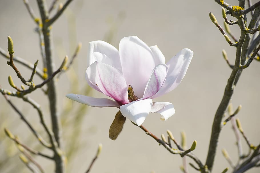 White Flower, Bloom, Spring, close, petal, branch, white color HD wallpaper
