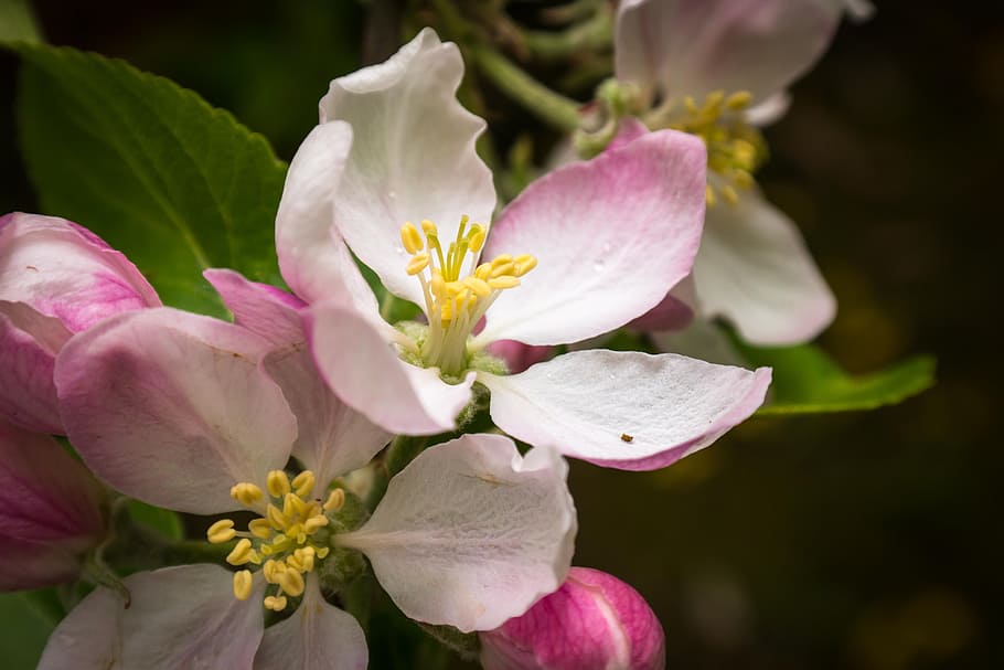 Hd Wallpaper Apple Blossom Apple Tree Stamp Pistil Bud Pink White Wallpaper Flare