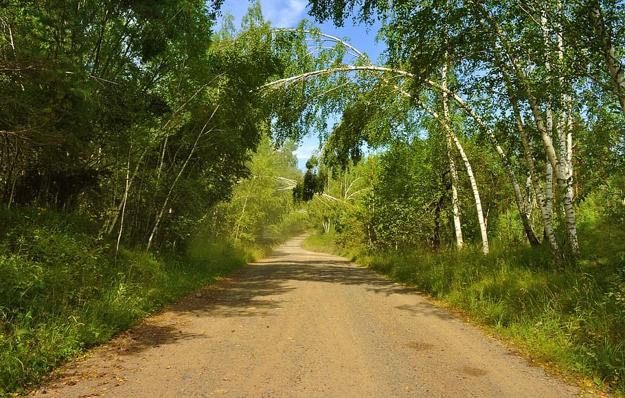 road, forest, nature, summer, tree, landscape, arch, plant HD wallpaper