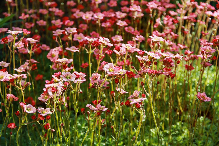 bloom, moss, nature, spring, bokeh, art, color, blur, pink HD wallpaper