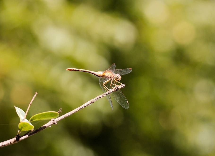 dragonfly, insect, nature, bug, summer, one animal, close-up HD wallpaper