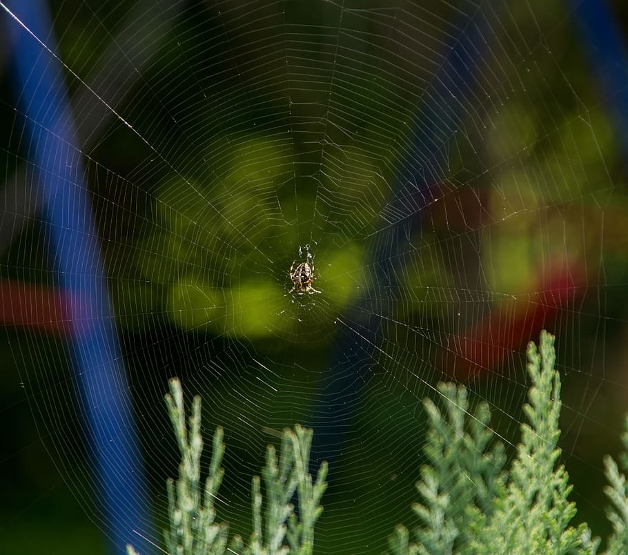 cobweb, spider, insect, close, cobwebs, sunrise, back light HD wallpaper