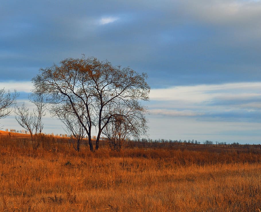 Tree, Field, Lonely, Sunset, autumn, sky, evening, quiet, deserted HD wallpaper