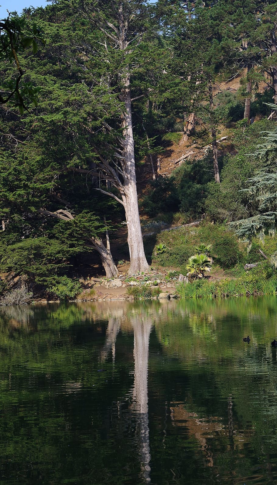 tree, park, mirroring, water, sunshine, green, nature, forest HD wallpaper