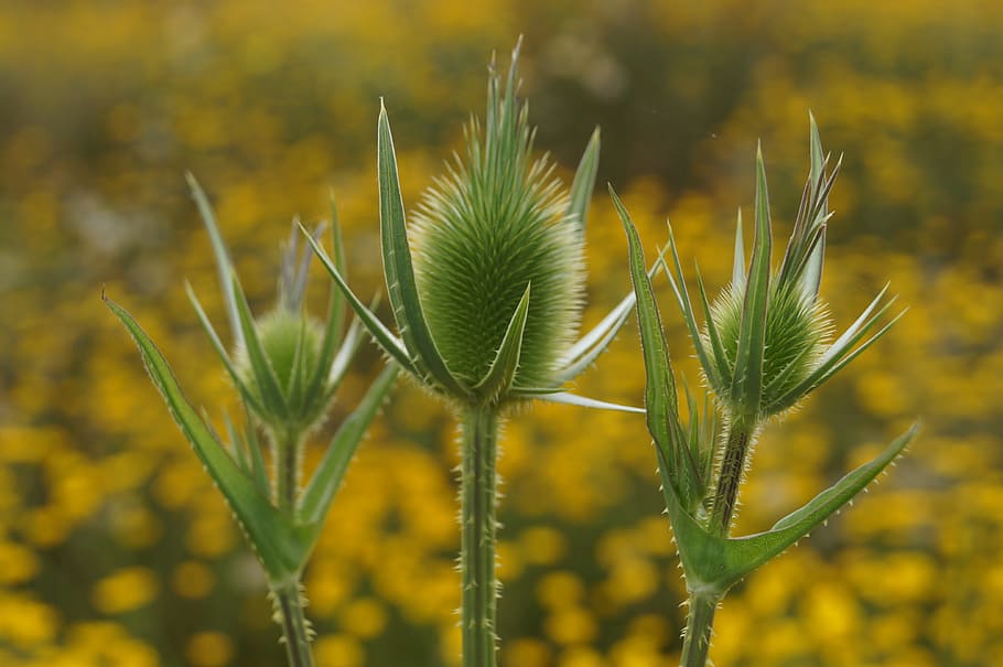 plant, meadow, spring, nature, summer, outdoor, growth, beauty in nature HD wallpaper