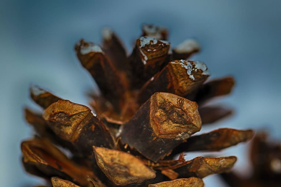 pinecone, closeup, nature, winter, close-up, no people, food and drink HD wallpaper