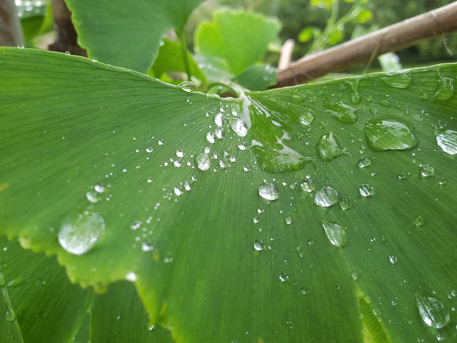 drop, droplet, leaf, leaves, green, rain, water, fresh, nature HD wallpaper