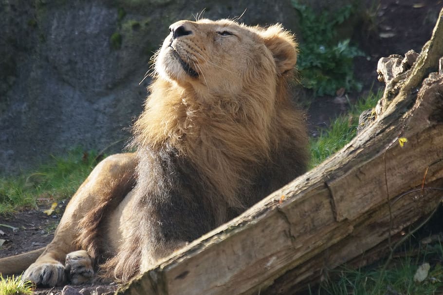 lion enjoying the wind breeze, zoo, predator, dangerous, male HD wallpaper