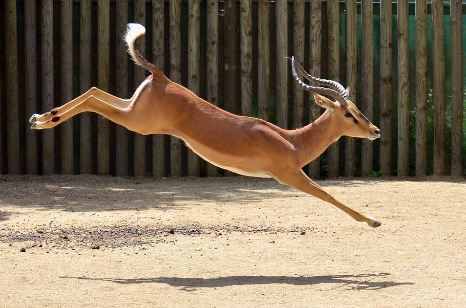 Antelope Jumping