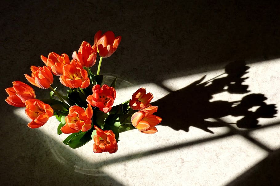 Tulips, Flower, Shadow, Nature, Spring, bloom, no people, petal HD wallpaper